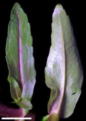 Veronica catenata. Upper leaves. Scale = 10 mm.
 Image: P.J. Garnock-Jones © Te Papa CC-BY-NC 3.0 NZ